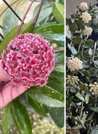 Hoya Pubicalyx &amp; Hoya Krohniana Combo Plant