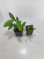 Hoya Pubicalyx &amp; Hoya Krohniana Combo Plant