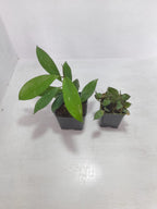 Hoya Pubicalyx &amp; Hoya Krohniana Combo Plant
