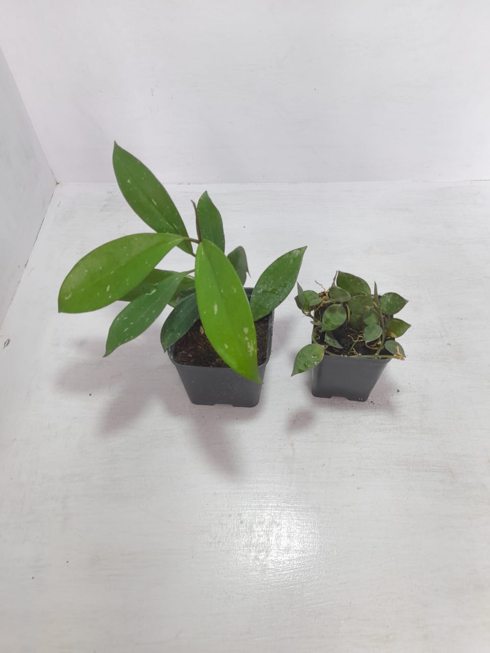 Hoya Pubicalyx &amp; Hoya Krohniana Combo Plant