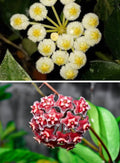 Hoya Pubicalyx &amp; Hoya Krohniana Combo Plant