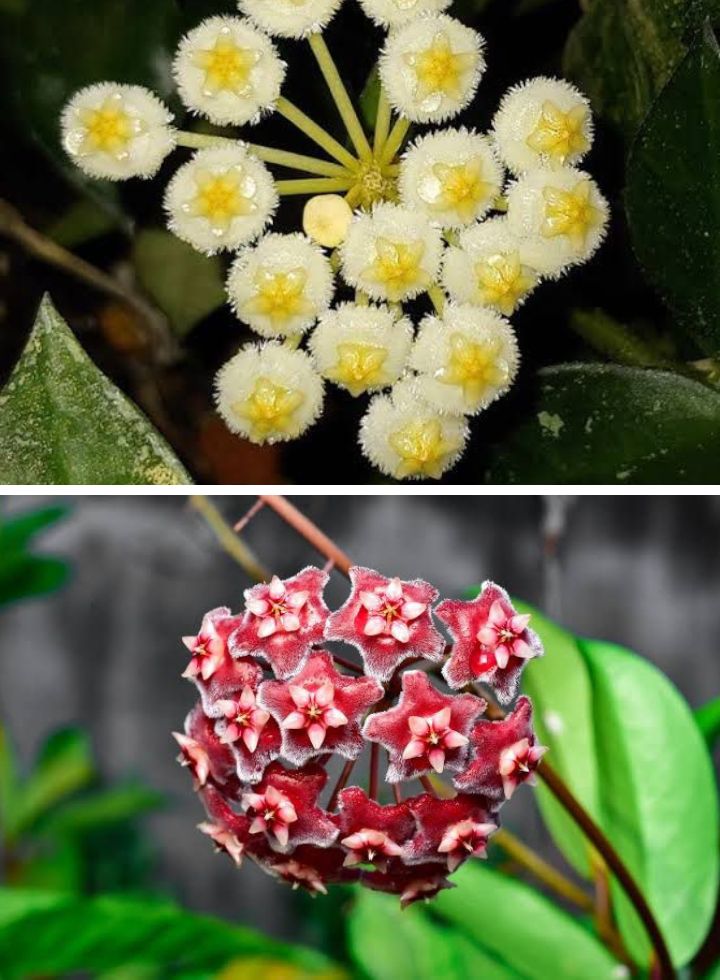 Hoya Pubicalyx &amp; Hoya Krohniana Combo Plant