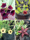 Huernia Cactus Combo of 4 Plants