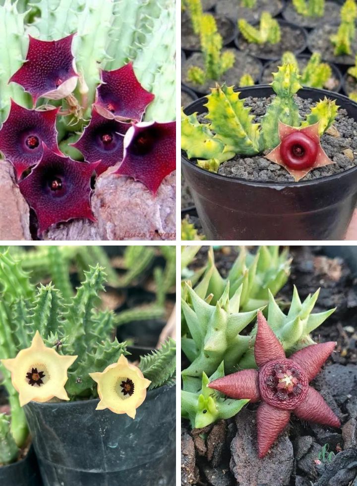 Huernia Cactus Combo of 4 Plants