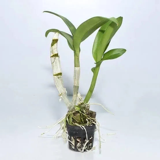 Dendrobium Big Pink Surprise Hybrid Orchid Plant