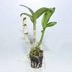 Dendrobium Big Pink Surprise Hybrid Orchid Plant