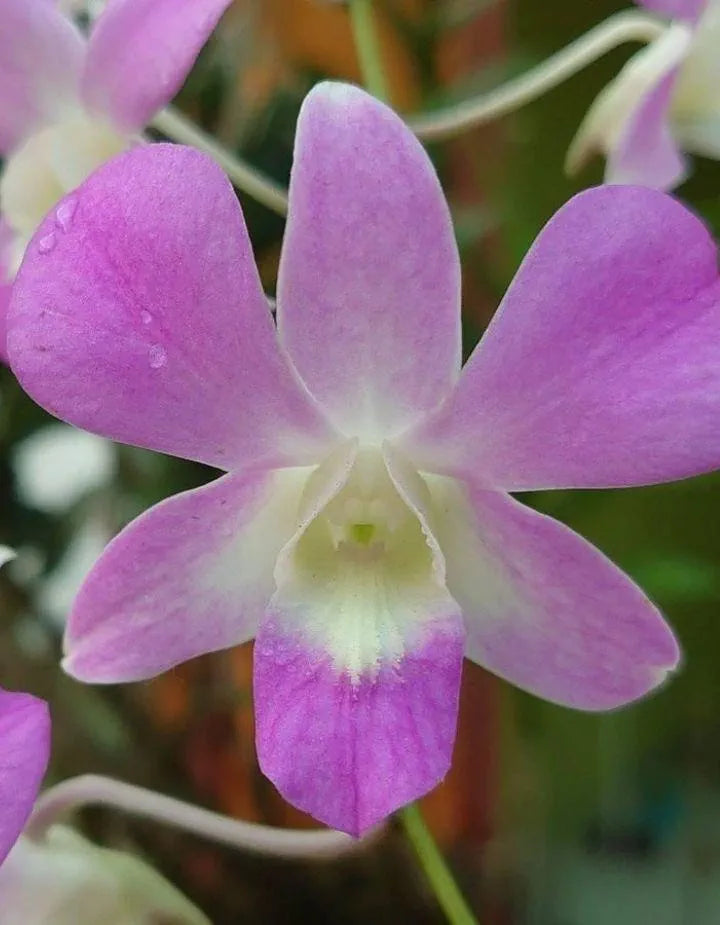 Dendrobiom Pink Lady Hybrid Orchid Plant