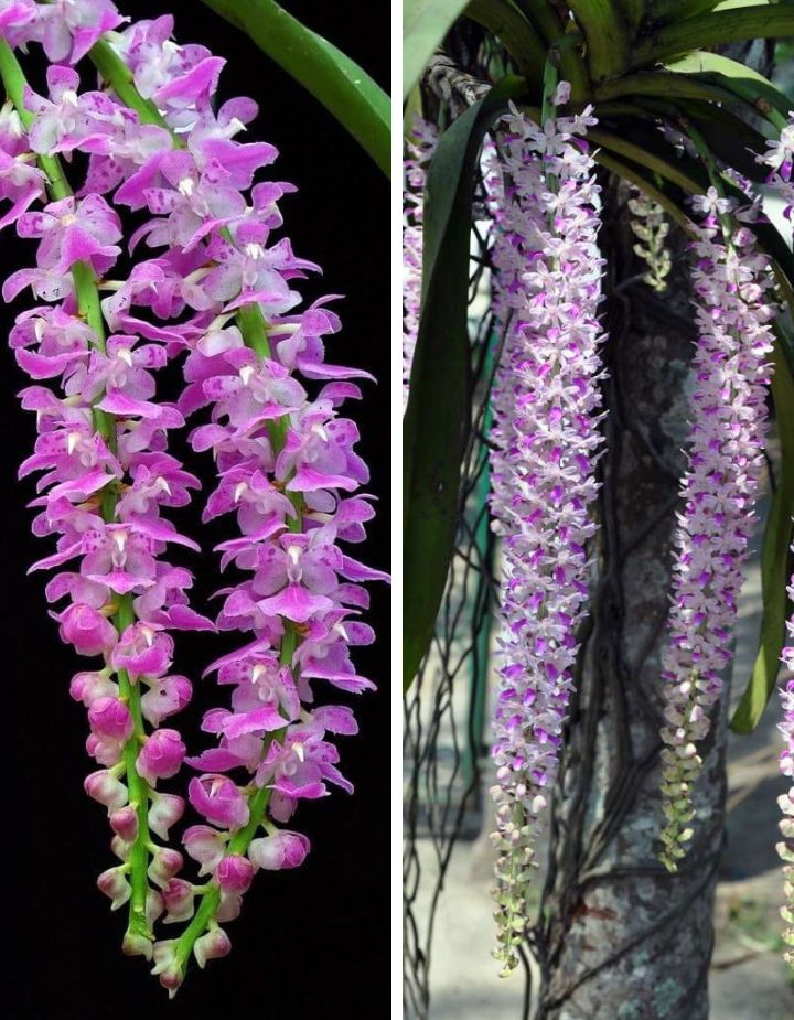Aerides Multiflora And Rhyncostyls Retusa Foxtail Orchid Plant Pack Of-2
