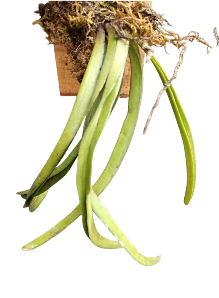 Aerides Multiflora And Rhyncostyls Retusa Foxtail Orchid Plant Pack Of-2