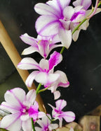 Dendrobium Popeye Hybrid Orchid Plant