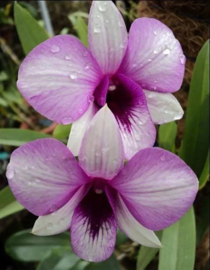 Dendrobiom Apichart Rainbow Hybrid Orchid Plant