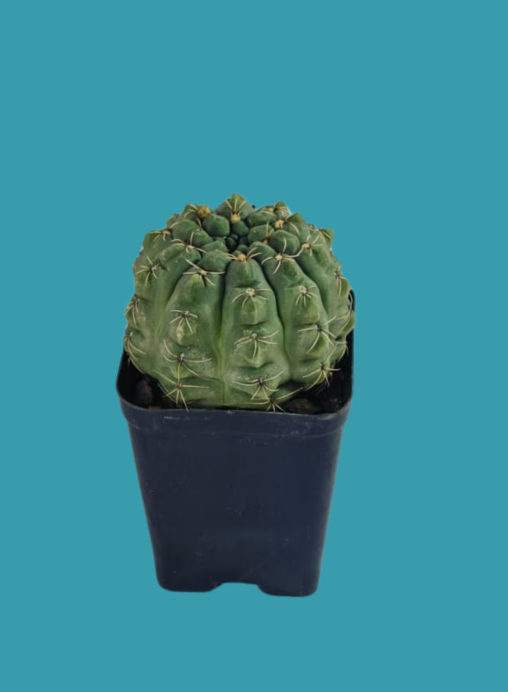 Gymnocalycium Cactus Plant