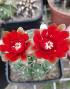 Gymnocalycium Cactus Plant