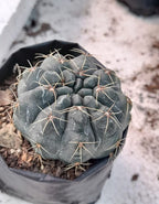 Gymnocalycium Cactus Plant