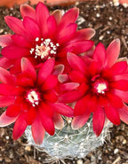 Gymnocalycium Cactus Plant