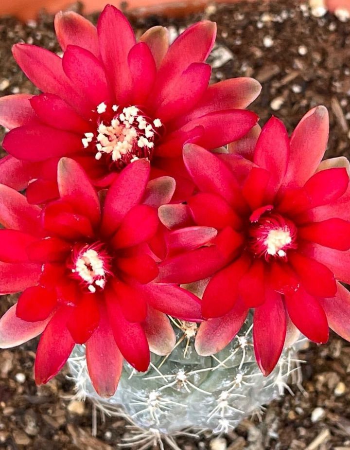 Gymnocalycium Cactus Plant