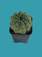Gymnocalycium Cactus Plant
