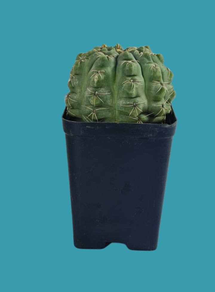Gymnocalycium Cactus Plant