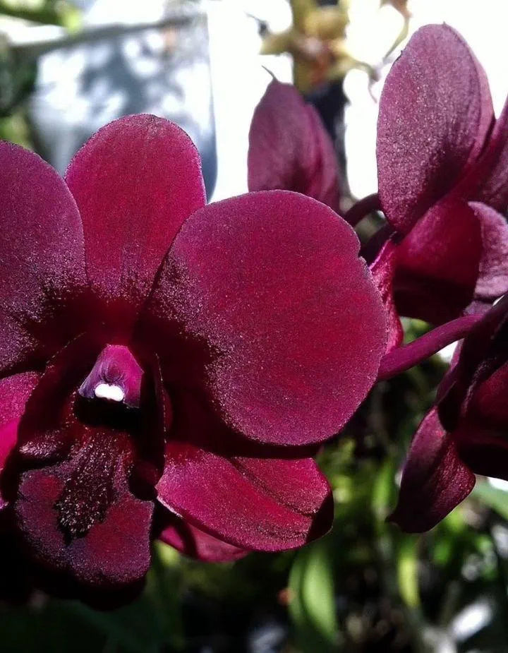 Dendrobiom Airy Crimson Hybrid Orchid Plant