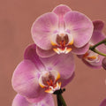 Phalaenopsis Honey Orchid Plant