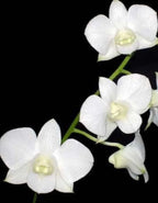 Dendrobiom White Diamond Hybrid Orchid Plant