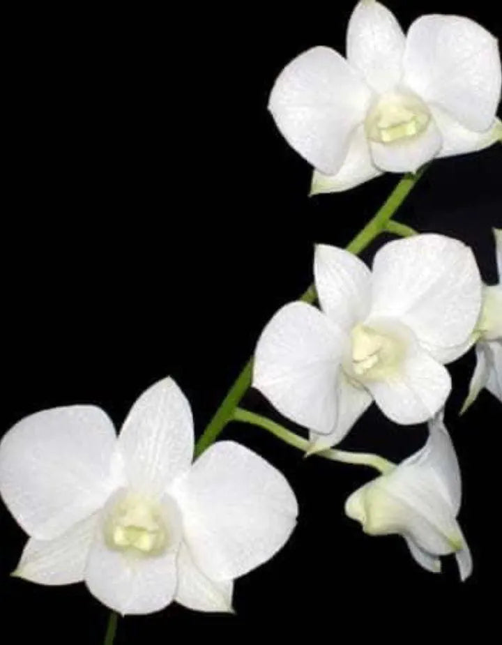 Dendrobiom White Diamond Hybrid Orchid Plant