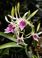 Dendrobium Hawaii Gem Premium Hybrid Orchid Plant (Fragrance)