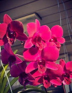 Dendrobiom Panama Red Hybrid Orchid Plant