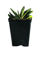 Gasteria Minima Variegata Plant