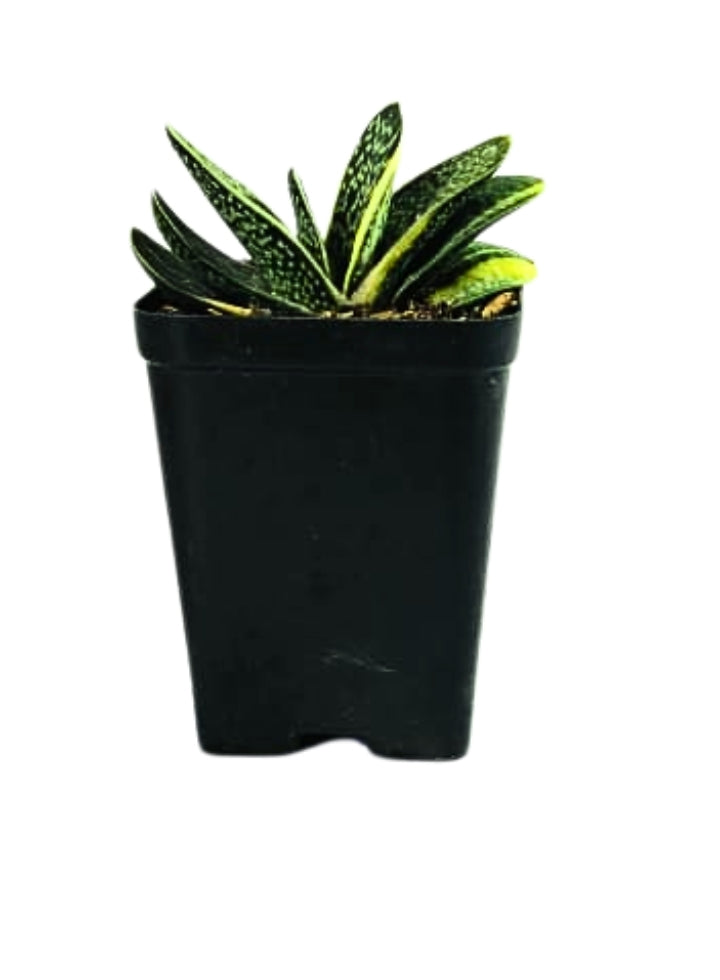 Gasteria Minima Variegata Plant