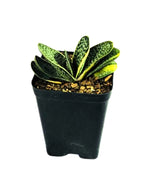 Gasteria Minima Variegata Plant