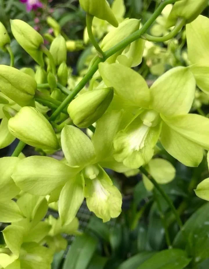 Dendrobiom Areedang Green Hybrid Orchid Plant