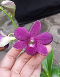 Dendrobium Blue Sapphire X Blue Angel Hybrid Orchid Plant