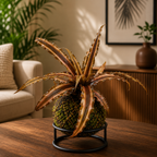Kokedama cryptanthus Acaulis gray