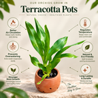 Grammatophyllum Green Orchid Plant