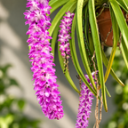 Aerides Multiflora Species Orchid | Premium Terracotta Plate Mounted Orchid