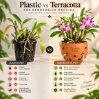 Dendrobium Burana Jade- With Terracotta Pot