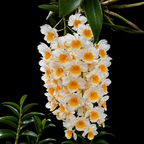 Dendrobium Farmeri Species Orchid | Premium Terracotta Plate Mounted Orchid
