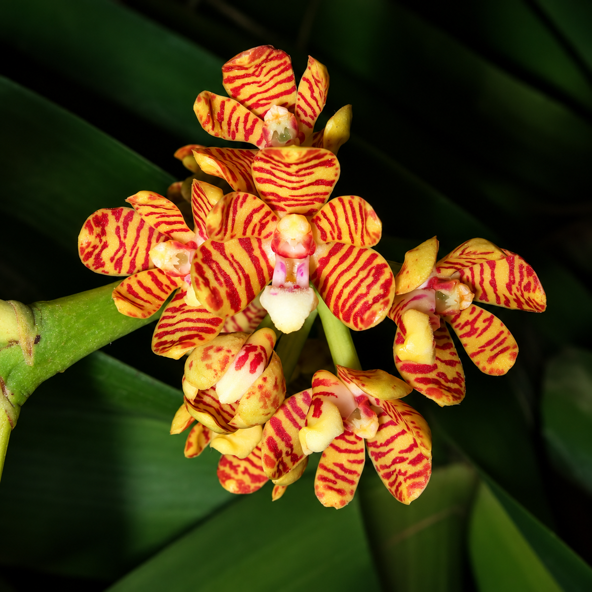 Acampe Rigida Species Orchid | Premium Terracotta Plate Mounted Orchid