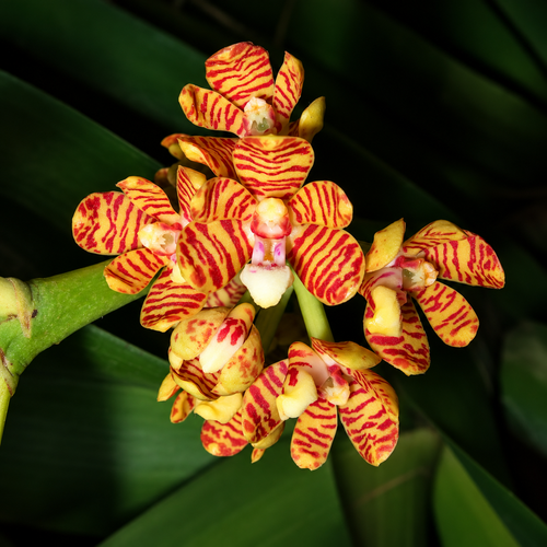 Acampe Rigida Species Orchid | Premium Terracotta Plate Mounted Orchid