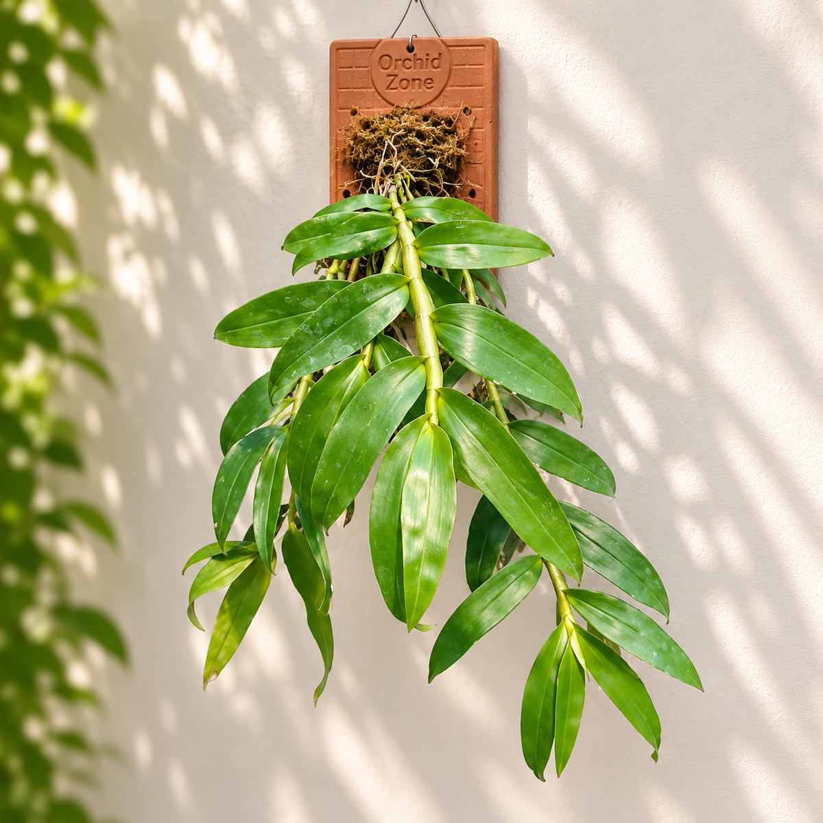 Dendrobium Cumulatum Species Orchid | Premium Terracotta Plate Mounted Orchid