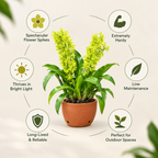 Grammatophyllum Green Orchid Plant