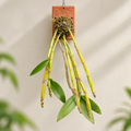 Dendrobium Densiflorum Species Orchid | Premium Terracotta Plate Mounted Orchid