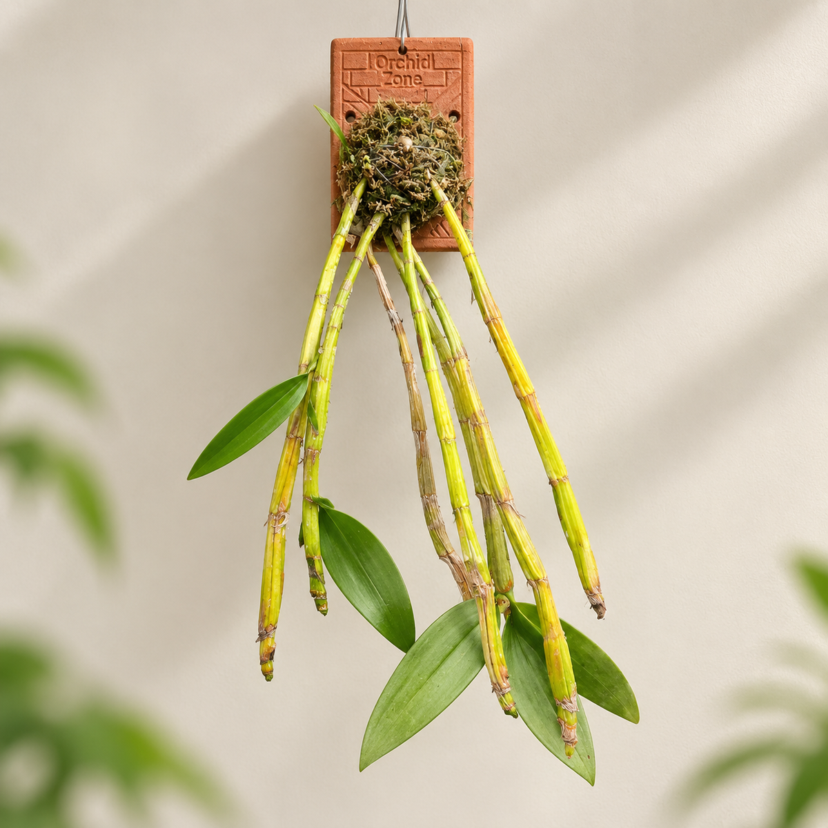 Dendrobium Densiflorum Species Orchid | Premium Terracotta Plate Mounted Orchid