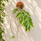 Dendrobium Chrysanthum Species Orchid | Premium Terracotta Plate Mounted Orchid