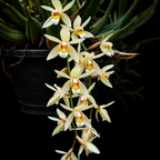 Coelogyne Flaccida Species Orchid | Premium Terracotta Plate Mounted Orchid