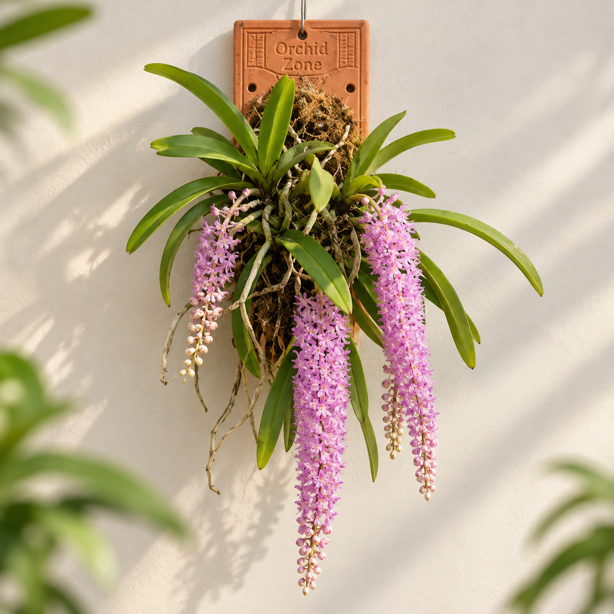 Rhynchostylis Retusa – Foxtail Species Orchid | Premium Terracotta Plate Mounted Orchid