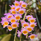 Dendrobium Crepidatum Species Orchid | Premium Terracotta Plate Mounted Orchid