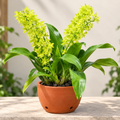 Grammatophyllum Green Orchid Plant