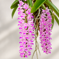 Rhynchostylis Retusa – Foxtail Species Orchid | Premium Terracotta Plate Mounted Orchid